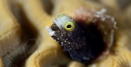 blenny_secretary_oc_jar_h_0534_cub2683.jpg